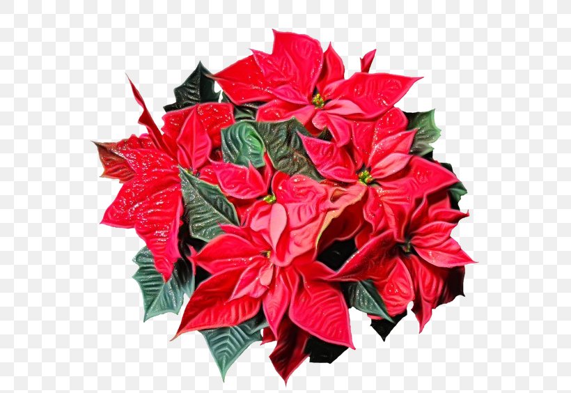 Christmas Poinsettia, PNG, 640x564px, Poinsettia, Anthurium, Christmas Day, Flower, Joulukukka Download Free