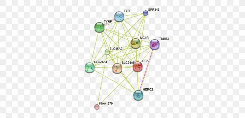 Protein–protein Interaction String Albinism, PNG, 976x474px, Interaction, Albinism, Body Jewellery, Body Jewelry, Jewellery Download Free