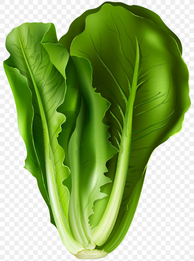 Romaine Lettuce Lettuce Sandwich Vegetable Clip Art, PNG, 4445x6000px, Lettuce Sandwich, Cabbage, Choy Sum, Collard Greens, Food Download Free