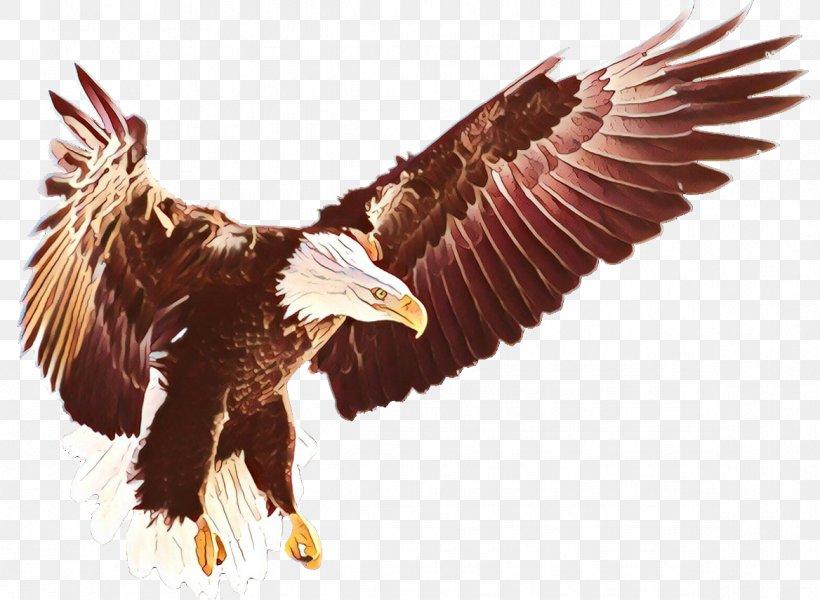 Sea Bird, PNG, 1168x856px, Cartoon, Accipitridae, Accipitriformes, Bald Eagle, Beak Download Free