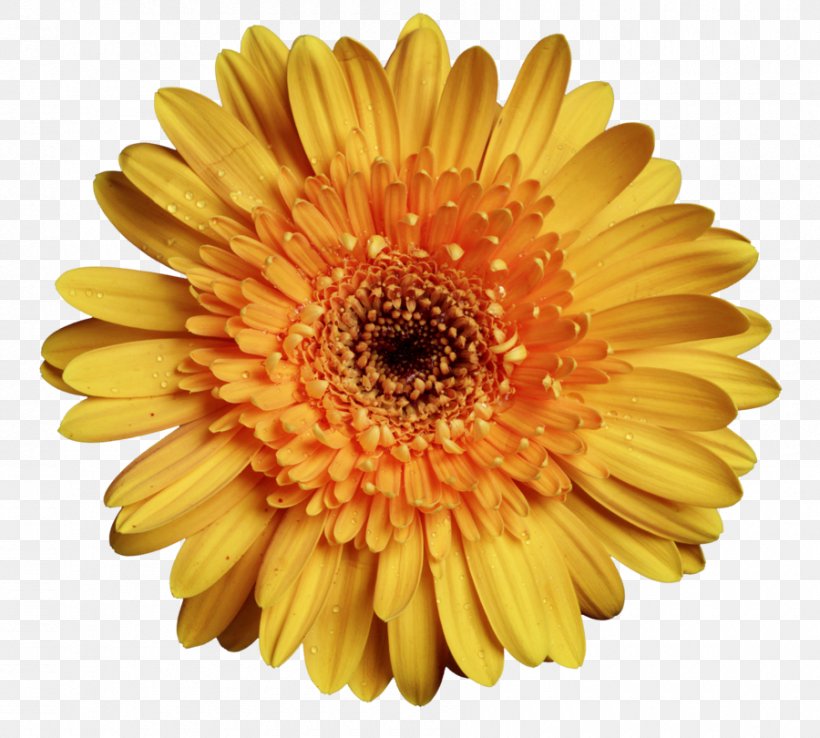 Transvaal Daisy Yellow Flower, PNG, 900x810px, Transvaal Daisy, Art, Chrysanthemum, Chrysanths, Cut Flowers Download Free
