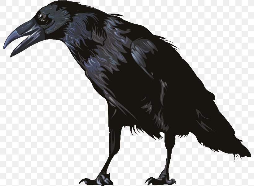 American Crow Graphics Software, PNG, 800x602px, American Crow, Beak, Bird, Common Raven, Computer Graphics Download Free