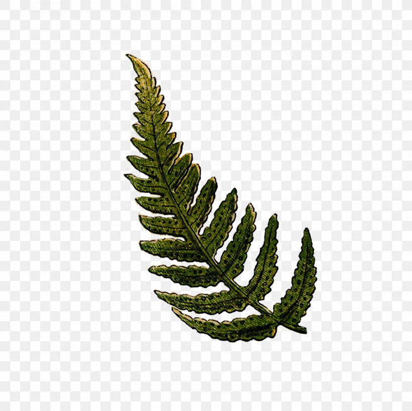 Clip Art Fern Vector Graphics Image, PNG, 1600x1600px, Fern, Color, Com, Ferns And Horsetails, Fir Download Free