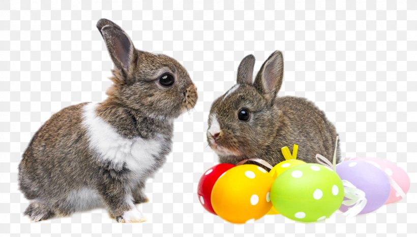 Easter Bunny Easter Egg Rabbit Photography, PNG, 1027x586px, Easter Bunny, Color, Domestic Rabbit, Easter, Easter Egg Download Free