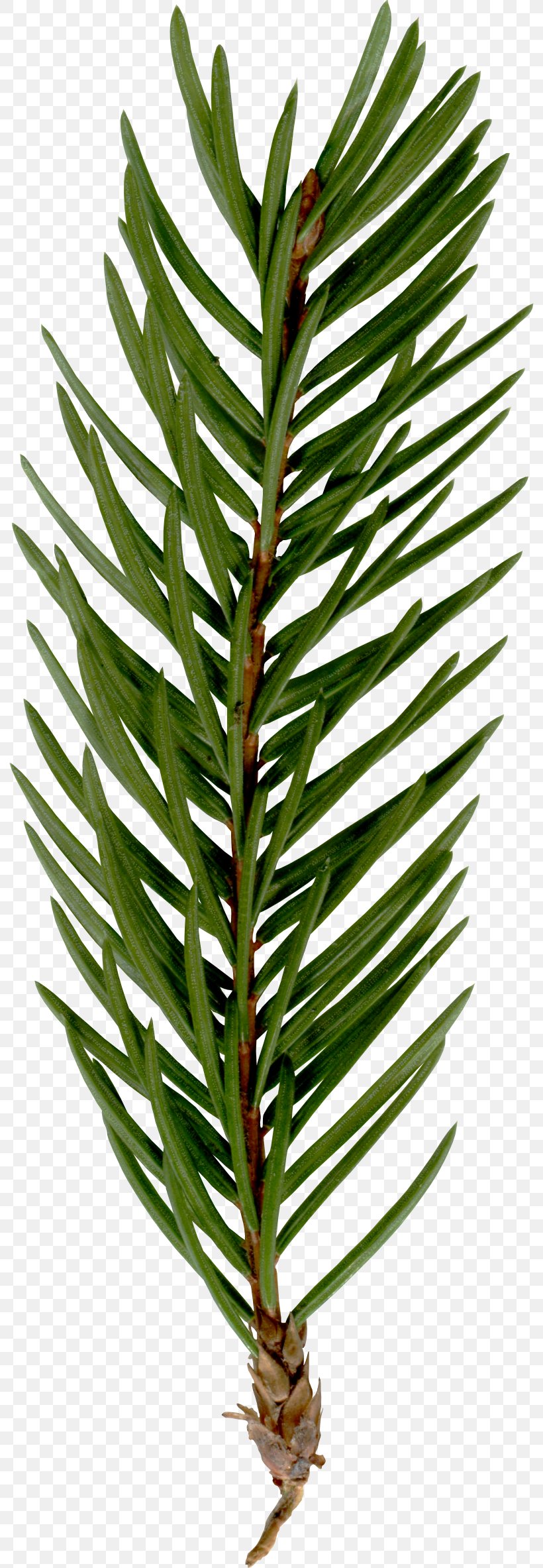 Fir Spruce Twig Plant Stem Terrestrial Plant, PNG, 792x2366px, Fir, Branch, Conifer, Evergreen, Pine Family Download Free