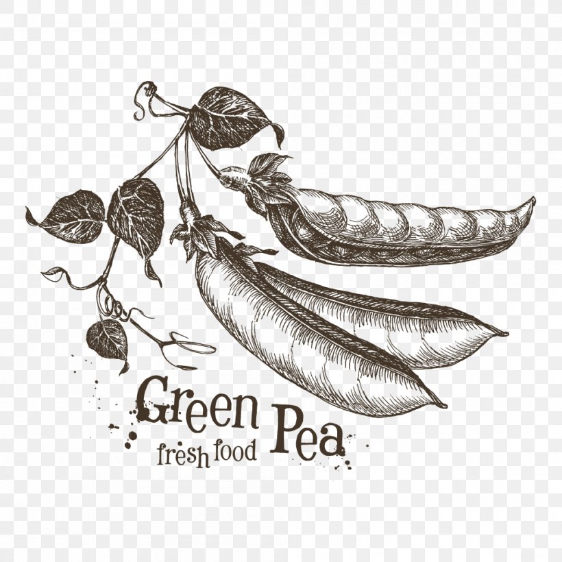 Pea Drawing Sketch, PNG, 1000x1000px, Pea, Bean, Black And White, Body Jewelry, Drawing Download Free