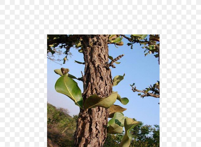 Catuaba Bark Tree Food Erythroxylum, PNG, 600x601px, Catuaba, Bark, Body, Branch, Erectile Dysfunction Download Free