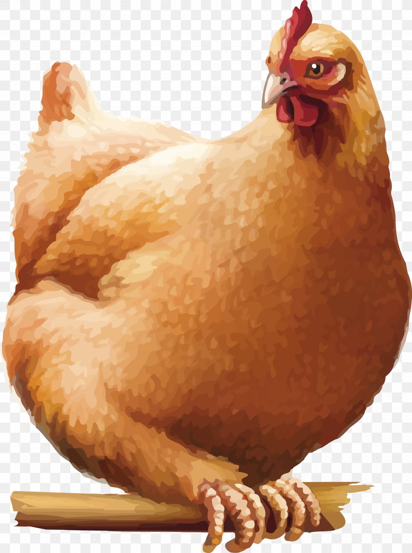 Chicken Rooster Cartoon, PNG, 2627x3522px, Chicken, Beak, Bird, Cartoon, Chicken Egg Download Free