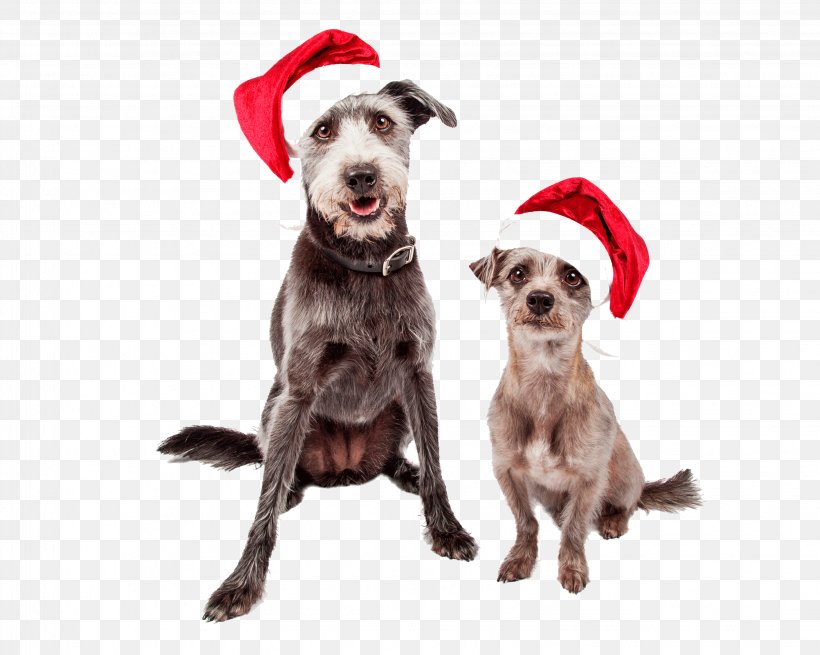 Dog Breed Puppy Pit Bull Santa Claus Stock Photography, PNG, 3258x2606px, Dog Breed, Breed, Christmas, Companion Dog, Dog Download Free