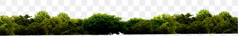 Grasses Biome Green Tree, PNG, 2494x384px, Grasses, Biome, Brand, Ecosystem, Family Download Free