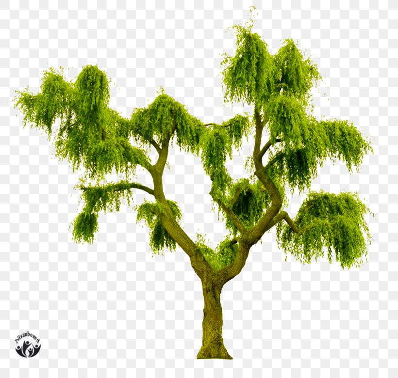 Royalty-free Stock Photography Tree Shutterstock, PNG, 800x780px, Royaltyfree, American Larch, Botany, Branch, Canvas Download Free
