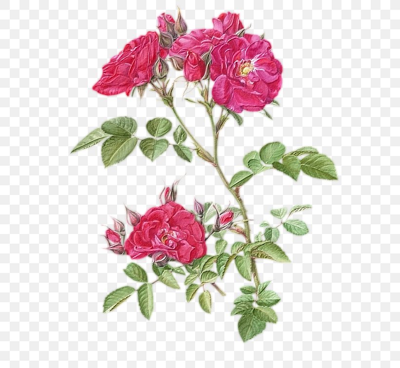 Garden Roses Cabbage Rose Flower Botany Floral Design, PNG, 587x755px, Garden Roses, Annual Plant, Art, Botanical Illustration, Botany Download Free