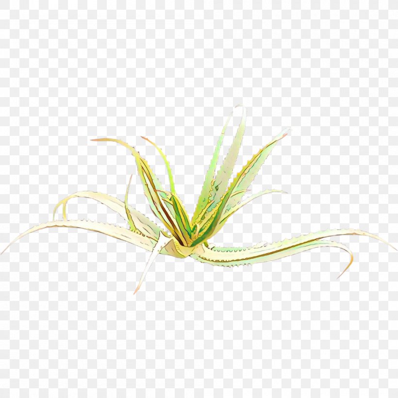 Green Grass Background, PNG, 1000x1000px, Plant Stem, Crinum, Flower, Grass, Grass Family Download Free