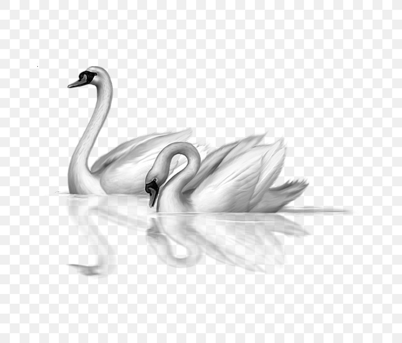 Mute Swan Black Swan Bird Clip Art, PNG, 700x700px, Mute Swan, Anatidae, Art, Beak, Bird Download Free