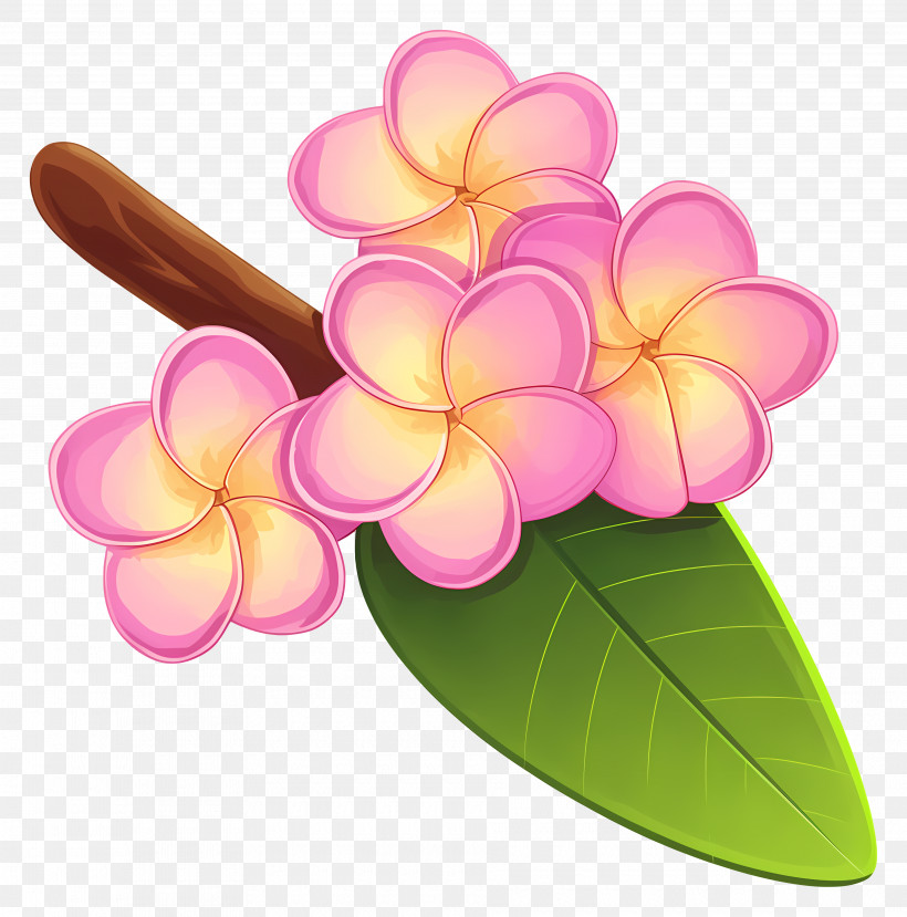 Plumeria Flower - Pink Plumeria Flowers And Green Leaf Illustration PNG