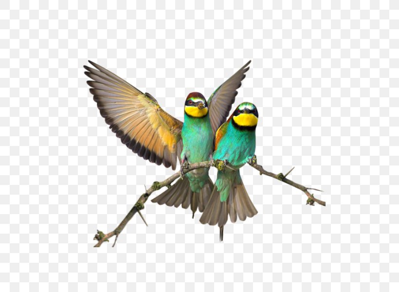 Bird Clip Art, PNG, 600x600px, Bird, Beak, Common Pet Parakeet, Coraciiformes, Drawing Download Free