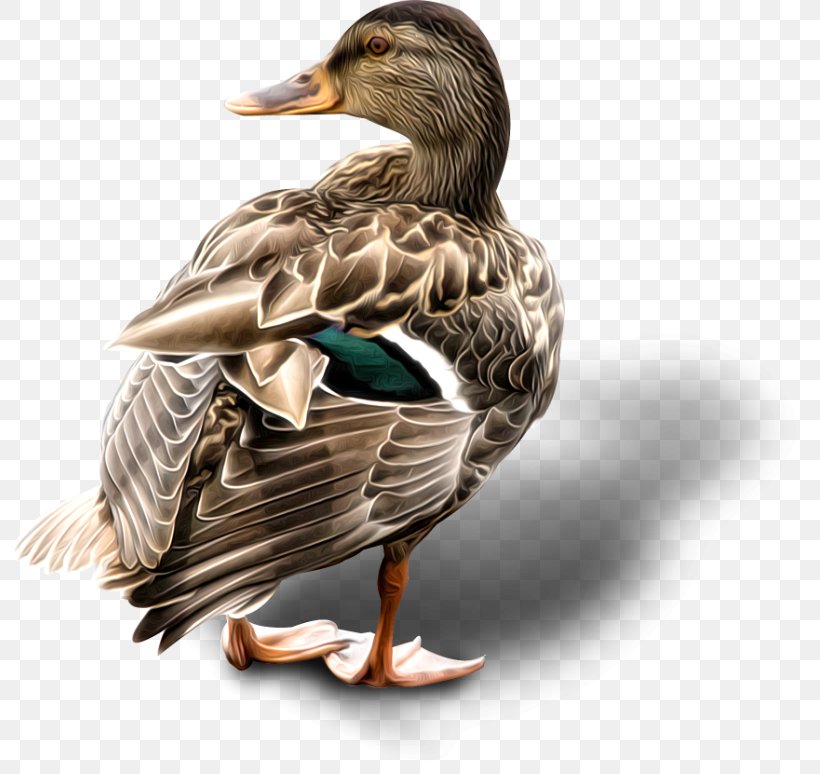 Duck Mallard Goose Cygnini American Pekin, PNG, 800x774px, Duck, American Black Duck, American Pekin, Animal, Beak Download Free