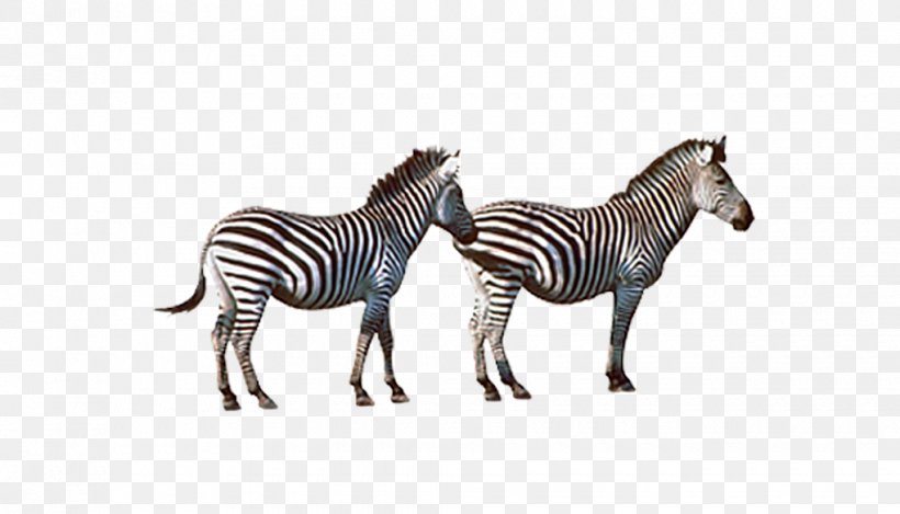 Quagga Horse Zebra, PNG, 1020x584px, Quagga, Abstract Art, Animal, Black And White, Computer Graphics Download Free