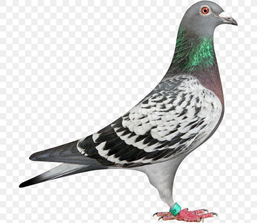 Homing Pigeon Racing Homer Columbidae Bird Fancy Pigeon, PNG, 701x710px, Homing Pigeon, Animal, Beak, Bird, Breed Download Free