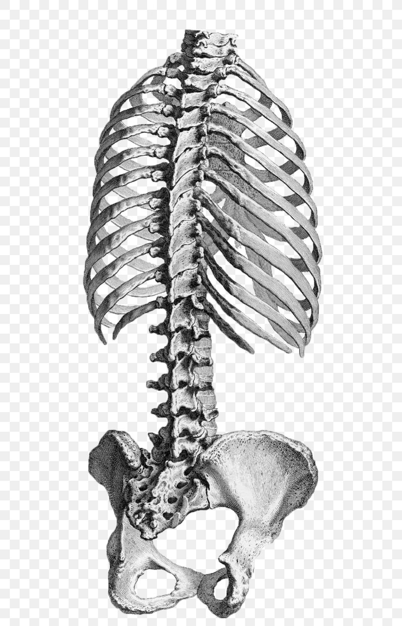 Human Anatomy Rib Cage Vertebral Column Pelvis, PNG, 626x1276px, Anatomy, Atlas, Black And White, Bone, Drawing Download Free