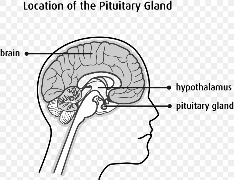 Pituitary Gland Hypothalamus Endocrine Gland Posterior Pituitary, PNG, 857x658px, Watercolor, Cartoon, Flower, Frame, Heart Download Free