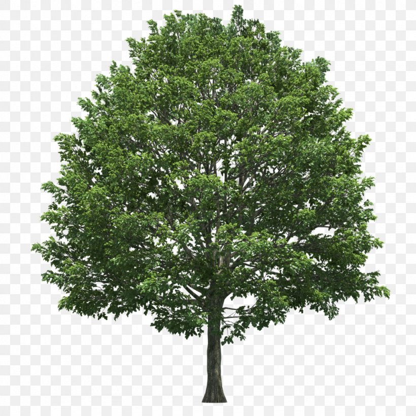 Tree Stock Photography, PNG, 1024x1024px, Tree, Branch, Oak, Plane Tree Family, Plant Download Free