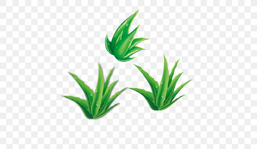Aloe Vera Green Bamboo Gratis, PNG, 584x476px, Aloe Vera, Aloe, Bamboo, Flowerpot, Gel Download Free