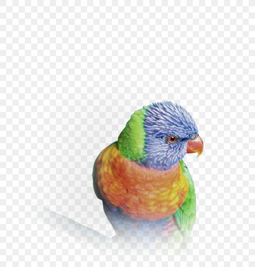 Budgerigar Video Beyond Clarity 4K Resolution High-definition Television, PNG, 833x872px, 4k Resolution, Budgerigar, Beak, Beyond Clarity, Bird Download Free