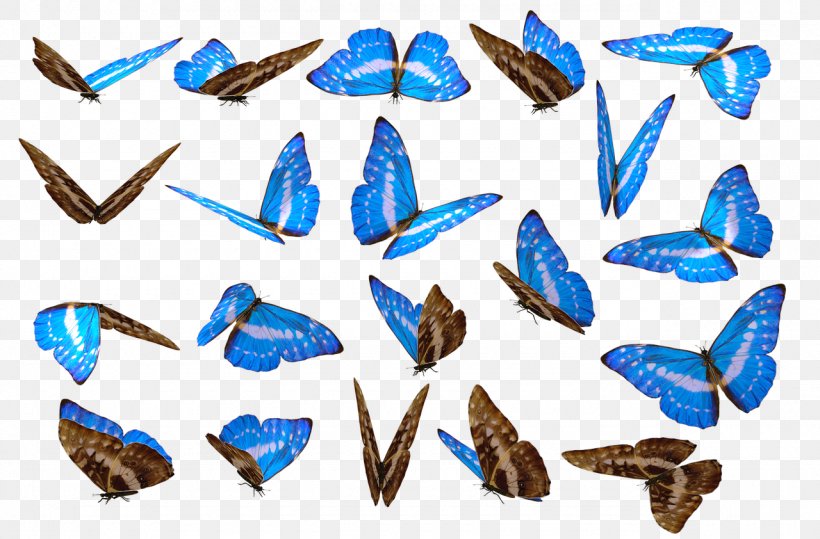 Butterfly Photography, PNG, 1280x842px, Butterfly, Animal Figure, Deviantart, Fauna, Fish Download Free