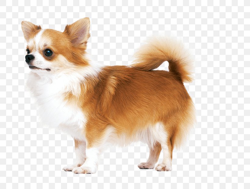 German Spitz Klein Chihuahua Pembroke Welsh Corgi Cardigan Welsh Corgi German Spitz Mittel, PNG, 714x620px, German Spitz Klein, Cardigan Welsh Corgi, Carnivoran, Chihuahua, Companion Dog Download Free