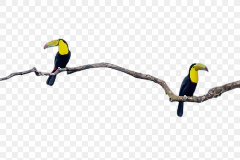 Bird Beak Line Toucan Branch, PNG, 2000x1332px, Watercolor, Beak, Bird, Branch, Coraciiformes Download Free