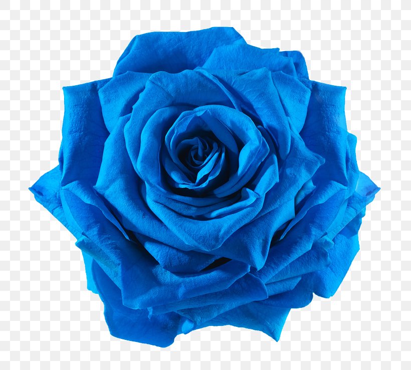 Blue Rose Cut Flowers, PNG, 738x738px, Rose, Aqua, Blue, Blue Rose, Cobalt Blue Download Free