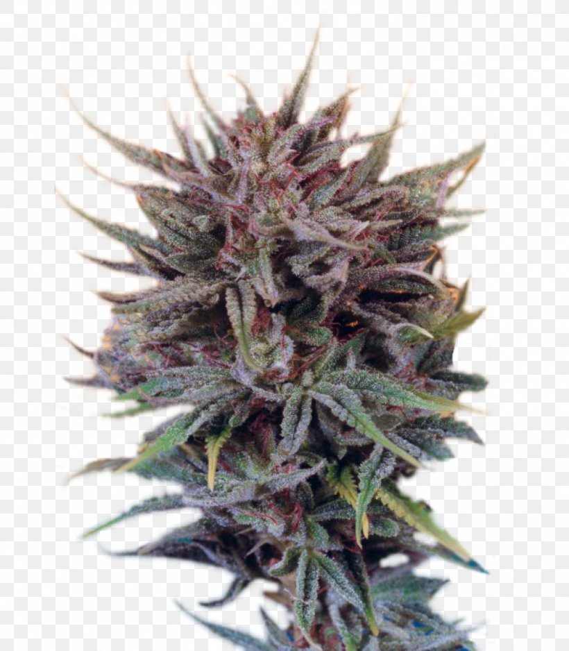 Cannabis Skunk White Widow Seed Marijuana, PNG, 1398x1600px, Cannabis, Cannabis Sativa, Dutch, Hemp, Hemp Family Download Free