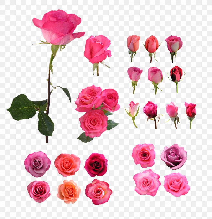 Garden Roses Beach Rose Still Life: Pink Roses Flower, PNG, 1906x1972px, Garden Roses, Artificial Flower, Beach Rose, Blume, China Rose Download Free