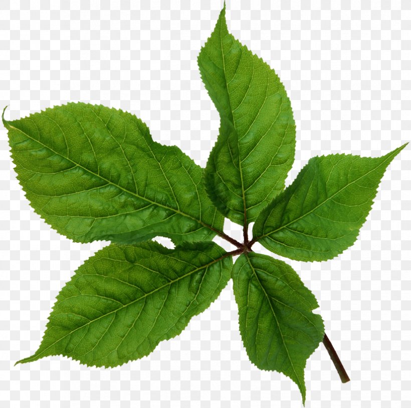 Leaf Texture Mapping, PNG, 825x820px, 3d Computer Graphics, Leaf, Animaatio, Bladnerv, Herb Download Free