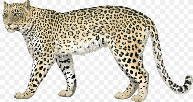 Leopard Cheetah Jaguar Whiskers Felidae, PNG, 1000x530px, Leopard, Animal, Animal Figure, Big Cats, Carnivoran Download Free