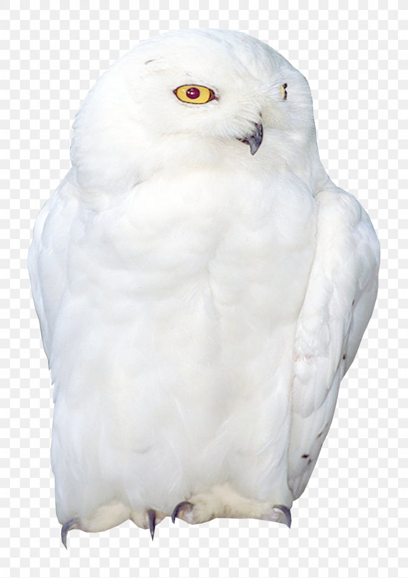 Owl Bird Domestic Pigeon Cygnini, PNG, 1059x1500px, Owl, Beak, Bird, Bird Of Prey, Bladzijde Download Free