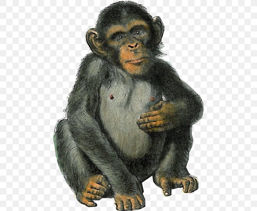 Common Chimpanzee Western Gorilla Macaque Bear Monkey, PNG, 481x673px, Common Chimpanzee, Animal, Bear, Chimpanzee, Fauna Download Free