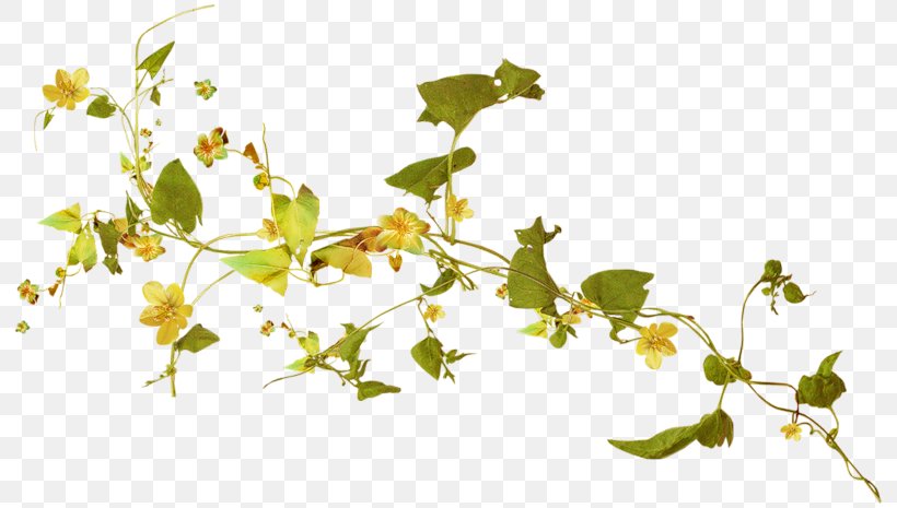 Herbaceous Plant Vine Yellow, PNG, 800x465px, Plant, Blossom, Blue, Branch, Color Download Free