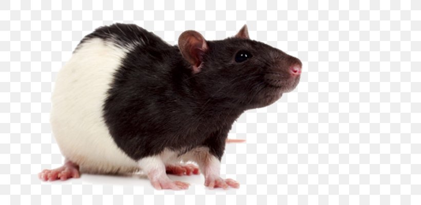 Mouse Laboratory Rat Rodent Fancy Rat, PNG, 698x400px, Mouse, Fancy Rat, Fauna, Hamster, Laboratory Rat Download Free
