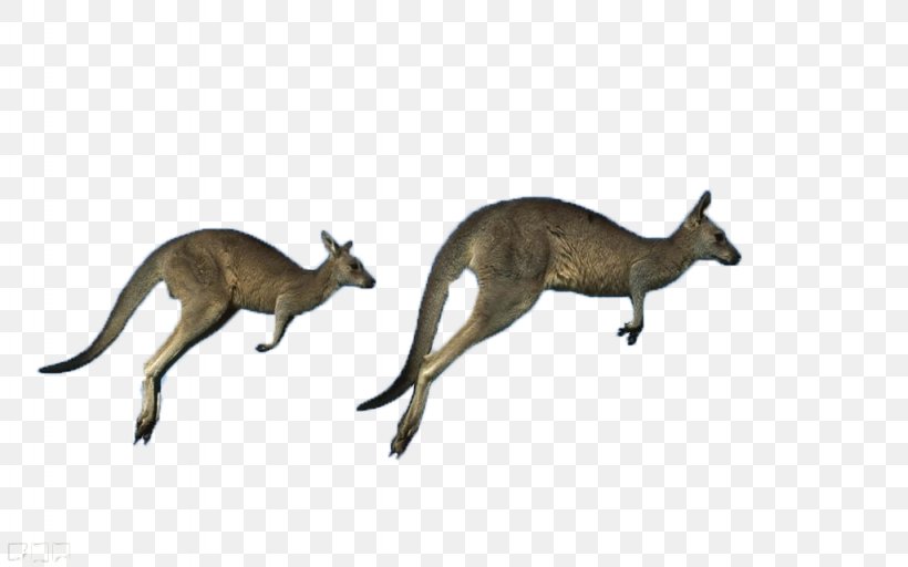 Australia Red Kangaroo Antilopine Kangaroo Eastern Grey Kangaroo Western Grey Kangaroo, PNG, 1024x640px, Australia, Antilopine Kangaroo, Aussie, Boxing Kangaroo, Carnivoran Download Free