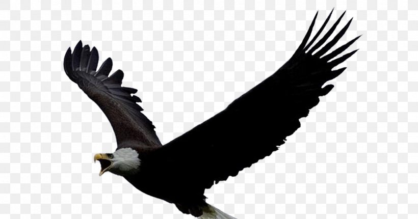 Bald Eagle Bird Parrot Columbidae, PNG, 1024x538px, Bald Eagle, Accipitridae, Accipitriformes, Animal, Animaltotem Download Free