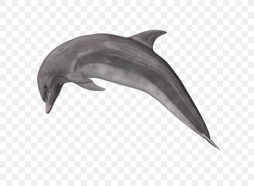 Common Bottlenose Dolphin Short-beaked Common Dolphin Rough-toothed Dolphin Wholphin, PNG, 600x600px, Common Bottlenose Dolphin, Bottlenose Dolphin, Cetacea, Dolphin, Fauna Download Free