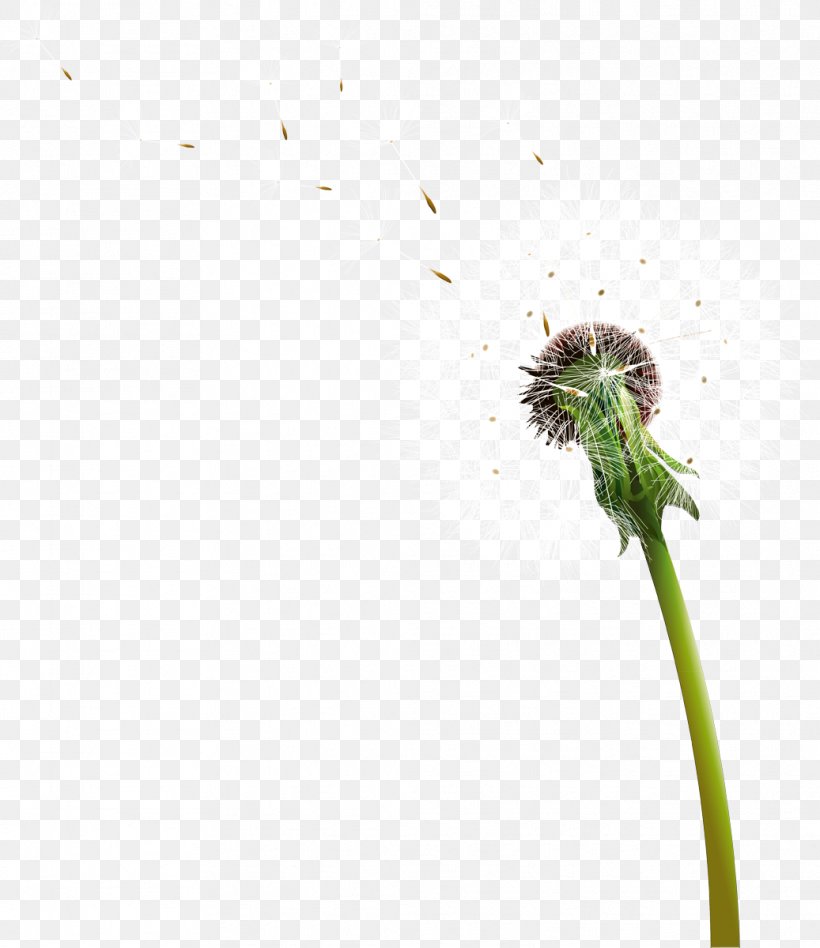 Common Dandelion Download Clip Art, PNG, 1037x1200px, Common Dandelion, Dandelion, Digital Image, Display Resolution, Flora Download Free