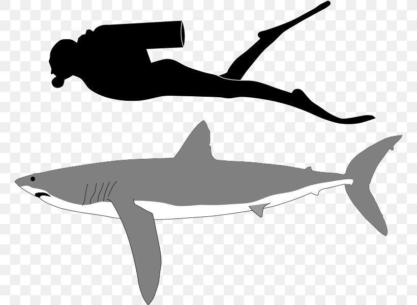 Isurus Oxyrinchus Longfin Mako Shark Tiger Shark Pelagic Thresher Great White Shark, PNG, 762x599px, Isurus Oxyrinchus, Black And White, Bull Shark, Cartilaginous Fish, Common Thresher Download Free
