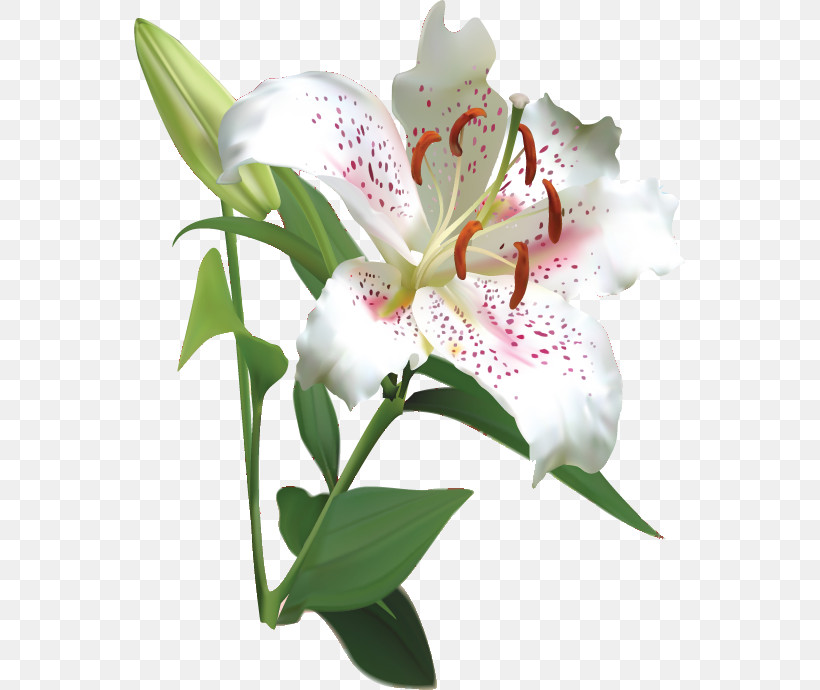 Lily Flower, PNG, 551x690px, Lily Flower, Cattleya Orchids, Cut Flowers, Floral Design, Flower Download Free