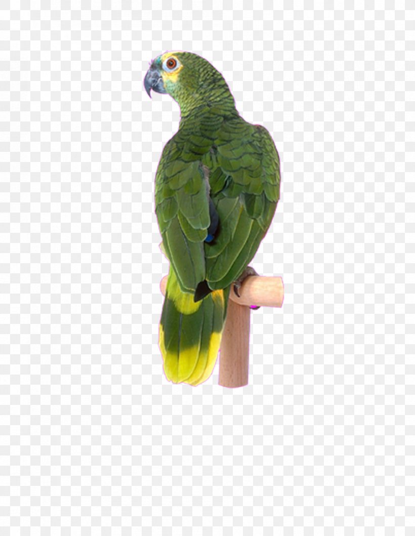 Lovebird Cockatoo Parakeet Raster Graphics, PNG, 945x1221px, Bird, Beak, Cockatoo, Common Pet Parakeet, Feather Download Free
