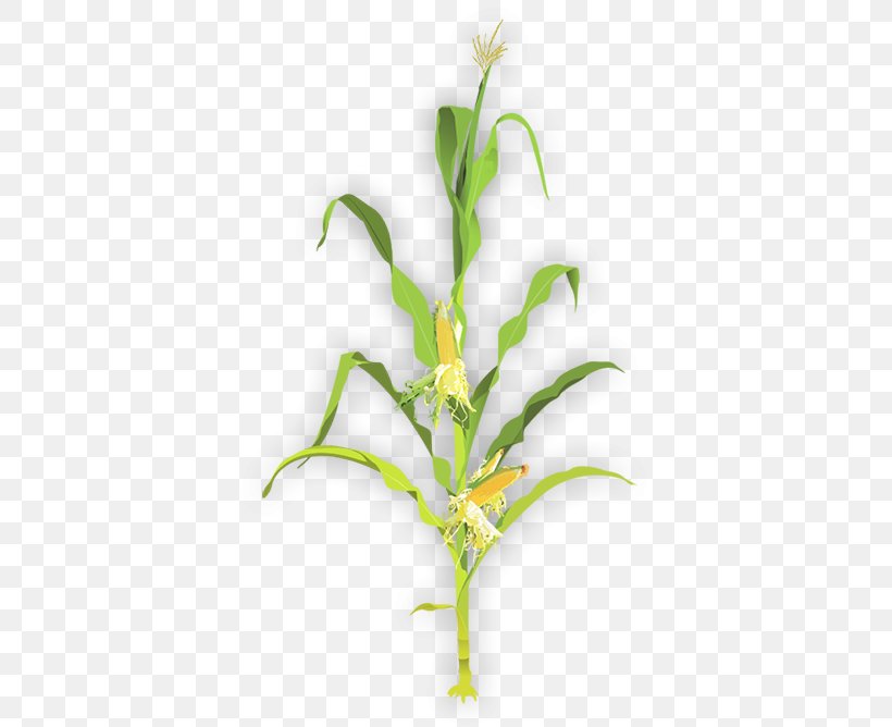 Plant Stem Maize Sweet Corn Clip Art, PNG, 383x668px, Plant Stem, Aquatic Plants, Corn Stover, Crop, Flora Download Free