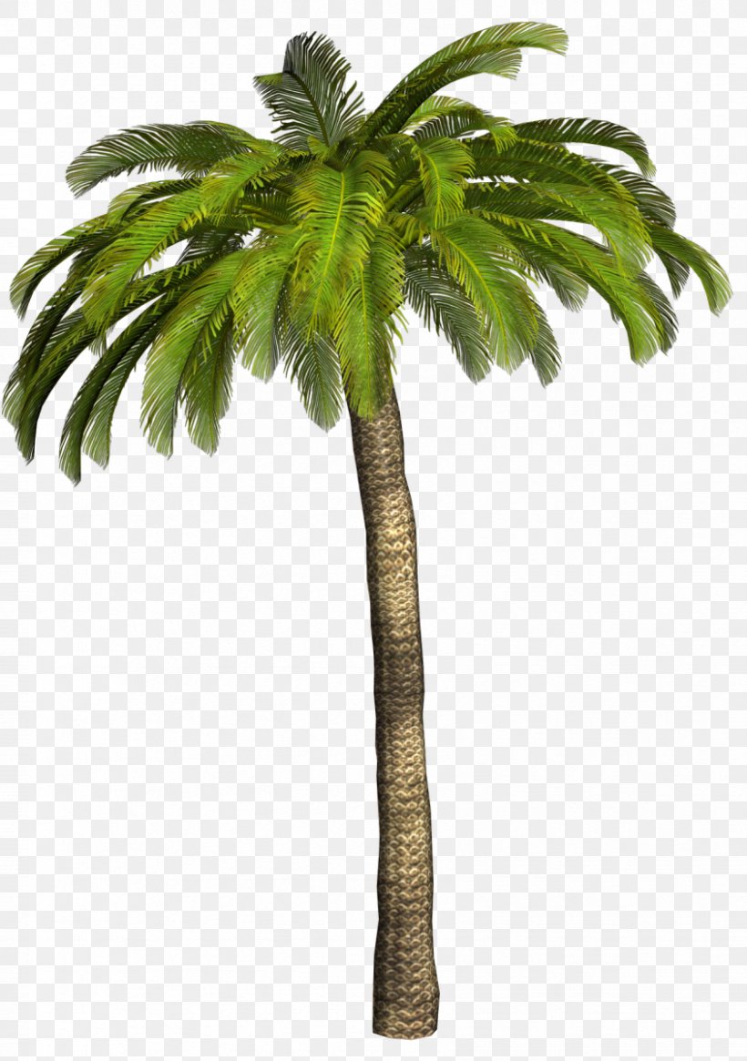 Clip Art Palm Trees Image Desktop Wallpaper, PNG, 844x1200px, Palm ...