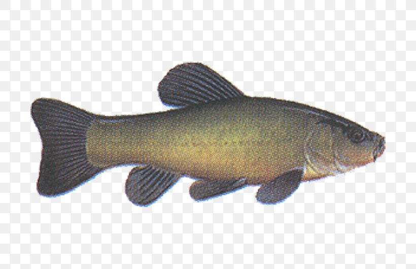 Seta Plus, S.r.o. Tench Fish Common Carp, PNG, 800x530px, Seta Plus Sro, Actinopterygii, Barramundi, Bony Fish, Bony Fishes Download Free